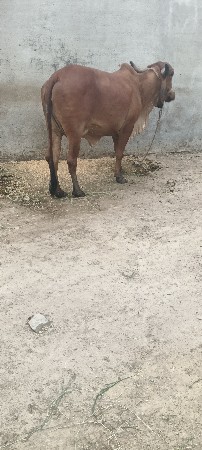 પેલુ વેતર