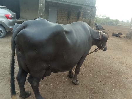 ભેંસ વેચવાની છે