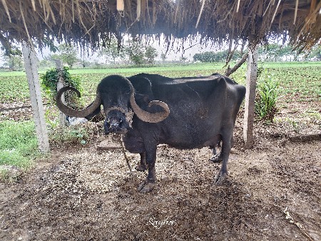 ભેંસ વેચવાની છે