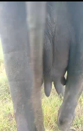 ખડેલી વેચવાની છે
