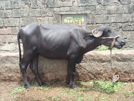 ખડેલી