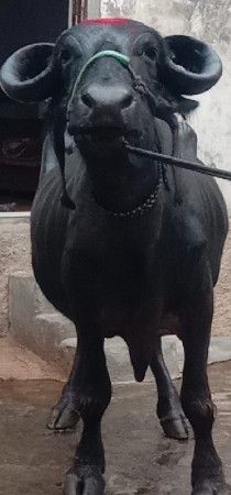 ભેંસ વેચવાનું છે 2 છે