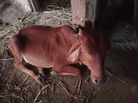 વાછડી વેચવાની છે