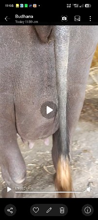નવ લીટર દૂધ આવશે