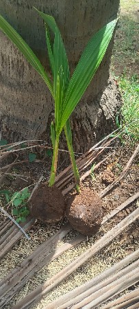 ઓલ સેલ રોપા
