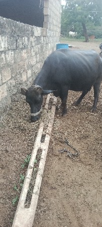 ભેંસ.વેસવાનિ.જવાદારી