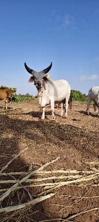 ગોઢલા વેચવા ના છે