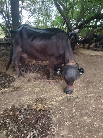ભેંસ વેચવાની છે.