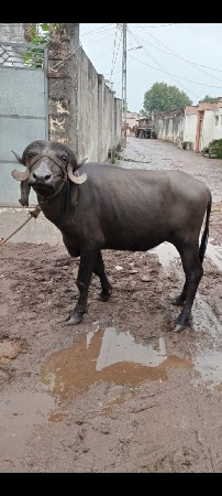 બે જાફરાબાદી ખડેલી વેચવાની છે