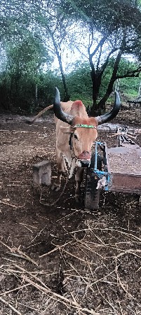 બડધવેચવા‌સે‌‌સાવસોજા