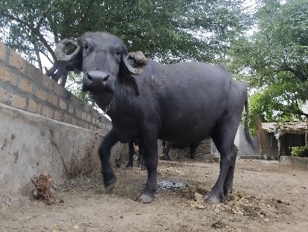 ગાભણી ખડેલી વેસવાની છે