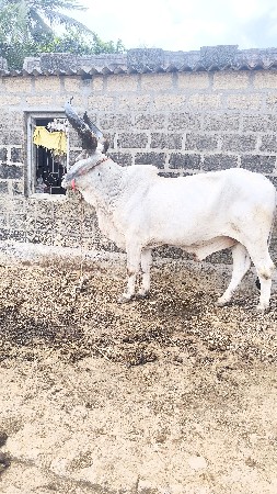 બળદ વેચવાના છે
