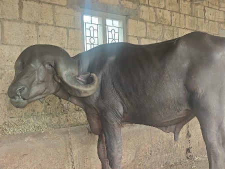 jafara badi pado