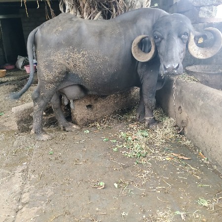 ભેંશ વેચવાની છે