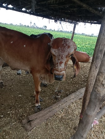 હોડકીવેચવાનીછે