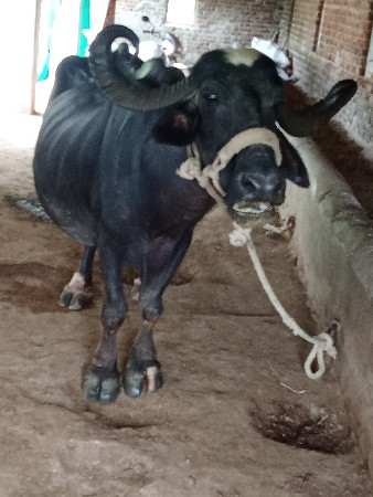 ભેસવેચાવ