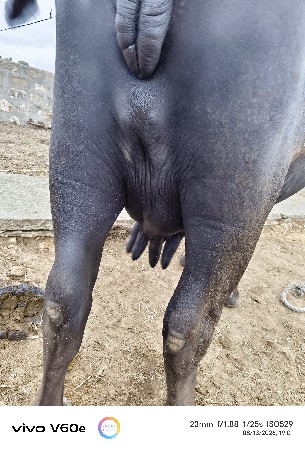 આ ભેંસ વેચવા ની છે