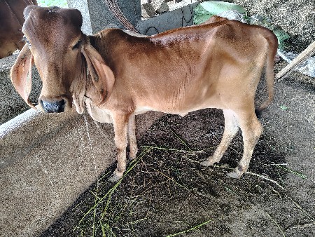 vachadi vechvani che