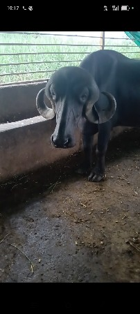 જાફરાબાદી ખડાય  વેચવાની છે