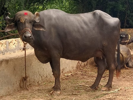 સોલંકી વીરમ