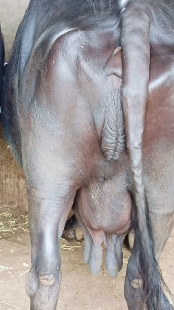 વેચવાની છે