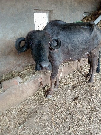 ખડેલી વેચવાની છે