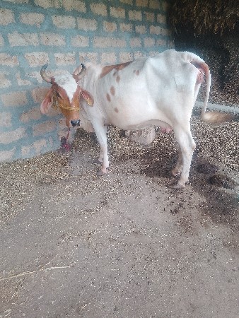 જર્સી કોસગાયવેચવાનીછે