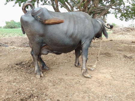 ભેશ વેચવાની સે