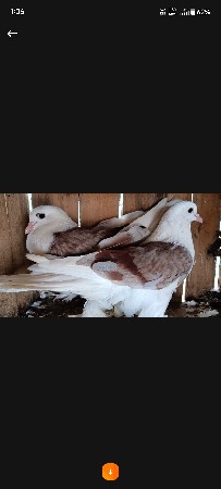 સીરાજી જોડી વેચવાની છે