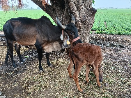 ગાઈ વેસવા ની છે