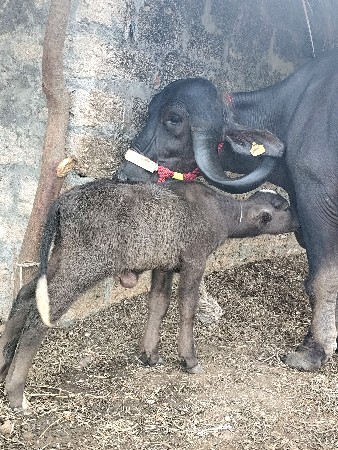 ખળેલી વેચવાની છે