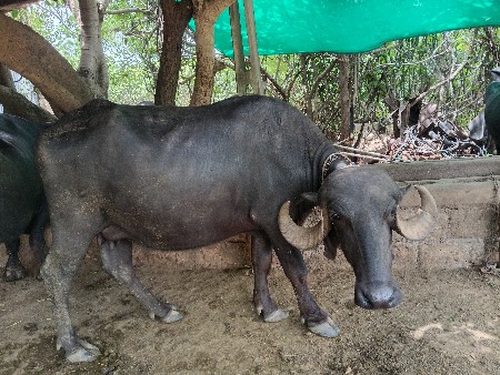 ખડાઈ વેચવાની છે