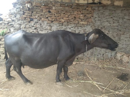વેચવાની છે