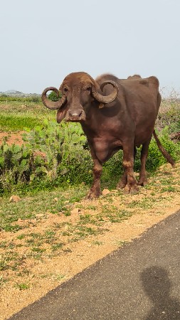 વેચવા ની સે