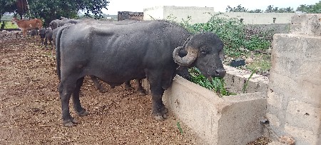 પાડો વેચાવ છે.