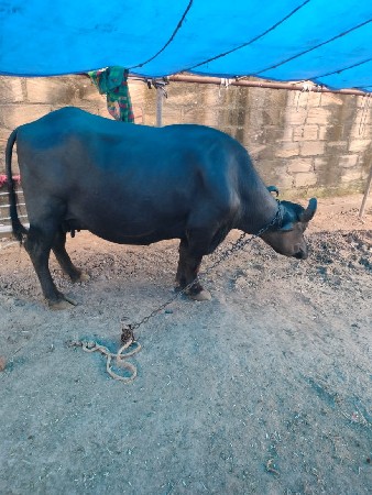 વેચવાની