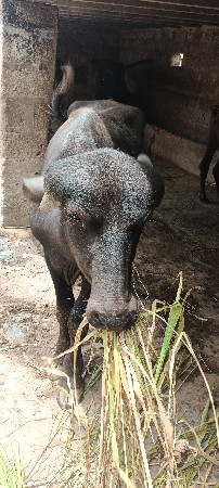 પાડો વેચવાનો છે