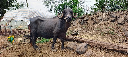 ભેંશ વૅચવાની છે