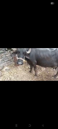 ભેંસ.વેચવાની
