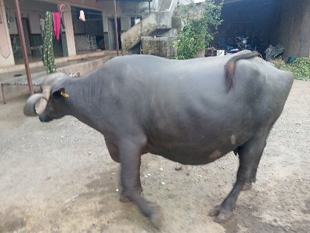 ભેંસ વેચવા ની છે