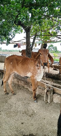 વાછરડી વેચવાની છે.