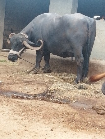 ભેંસ વેસવાનિ છે