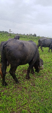 પાડો વેચવાનો છે