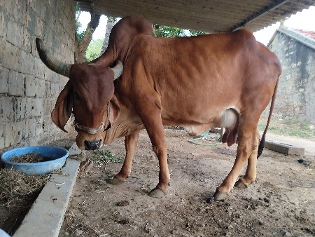 ગાય વેચવાની છે