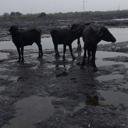 આ ચાર ખડેલા વેચવાના છે