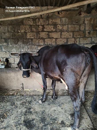 Hf ક્રોસ વેચવાની સે