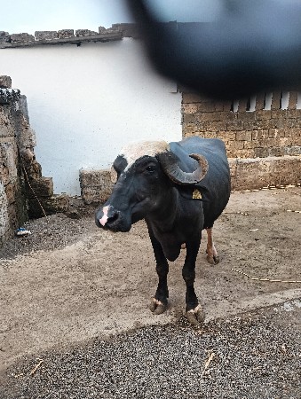 પેલવેતર ખડેલી