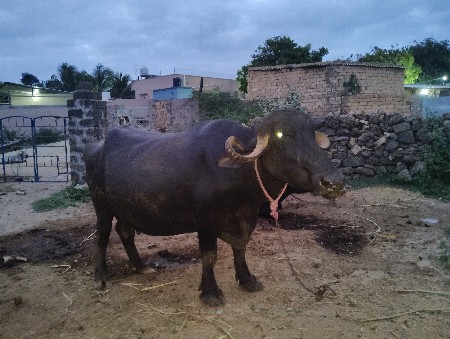 આ ભેંસ વેચવાની છે