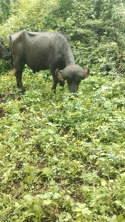 પાડો વેચવાનો છે