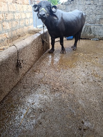 ખડેલી વેસવાનીસે